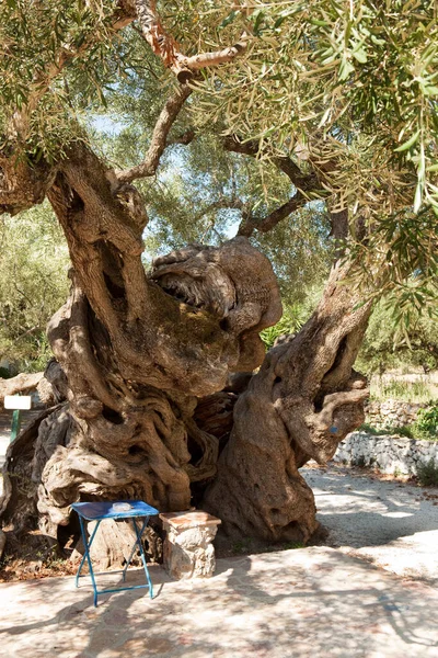 Colpo Verticale Albero Nel Parco — Foto Stock