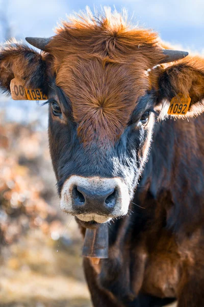 Limousine Vache Regardant Caméra Avec Cloche Vache — Photo