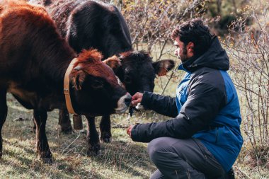 Çiftçi, elinde limuzin ineğiyle besleniyor.