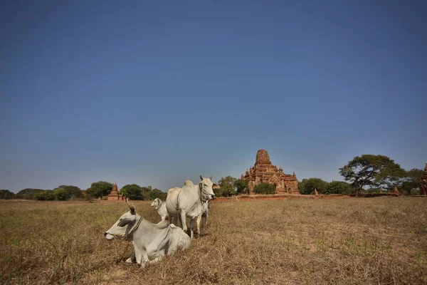 Beautiful Shot Goat Park — Stock Photo, Image