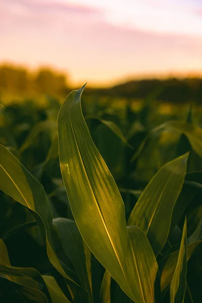 Champ Maïs Coucher Soleil Gros Plan Sur Maïs Thème Agriculture — Photo