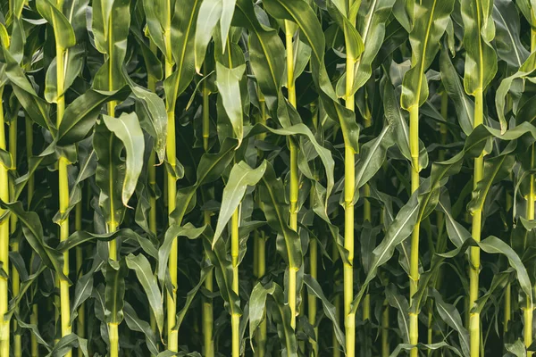 Corn Field Sunset Maize Closeup Agriculture Theme Selective Focus Shoot — Stock Photo, Image