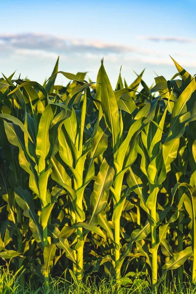 Majsfält Solnedgången Tema För Majsodling Jordbruk Österrike Steiermark — Stockfoto