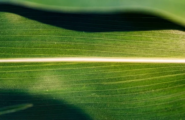 Hojas Verdes Maíz Campo Contexto — Foto de Stock