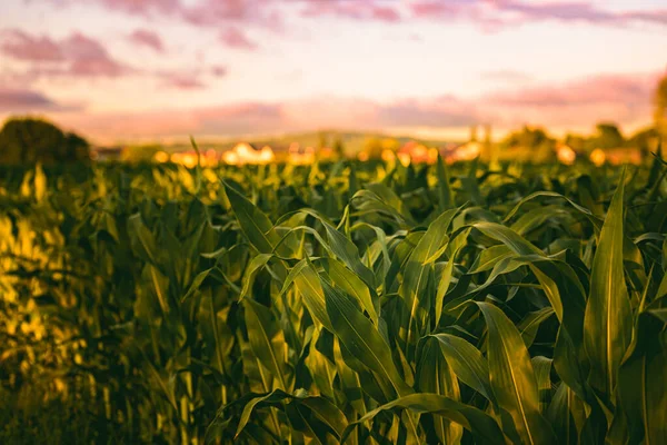 Champ Maïs Coucher Soleil Thème Agriculture Maïs Agriculture Autriche Styrie — Photo