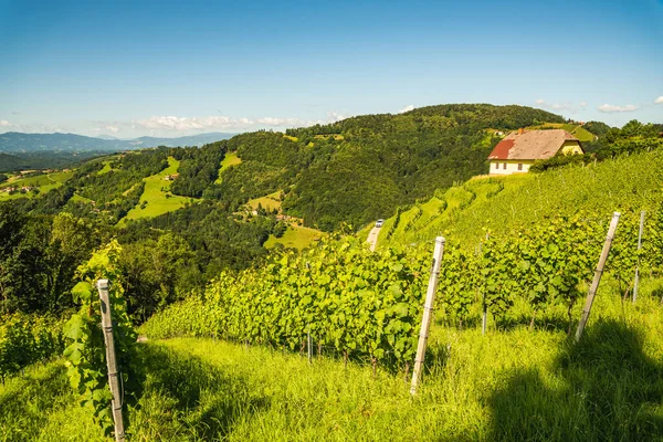 Vineyard Austrian Countryside Landscape Styrian Nature Kitzeck Sausal — Stock Photo, Image