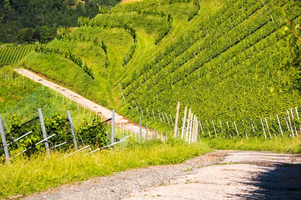 オーストリアの田舎のブドウ畑 スタイリッシュな自然の風景 Kitzeck Saュージョン — ストック写真