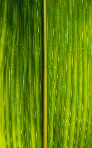 Hojas Verdes Maíz Campo Contexto — Foto de Stock