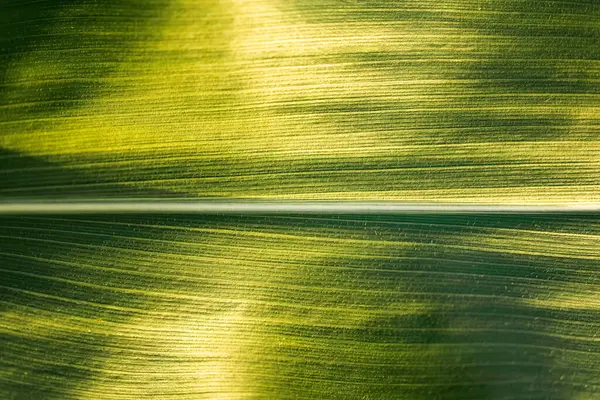 Zelené Listy Kukuřice Poli Pozadí — Stock fotografie