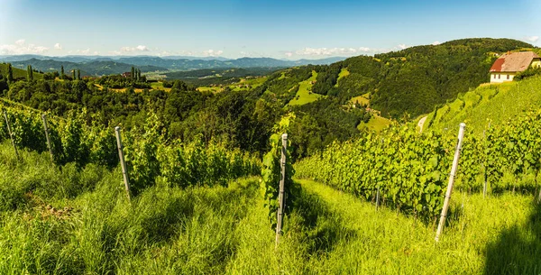 Vineyard Austrian Countryside Landscape Styrian Nature Kitzeck Sausal — Stock Photo, Image