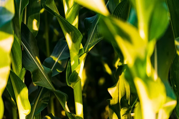 Zöld Kukoricalevelek Mezőn — Stock Fotó