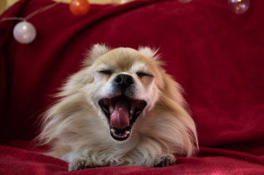 Yatakta yatan kırmızı gözlü köpek.