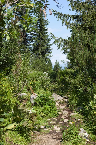 Prachtig Uitzicht Het Bos — Stockfoto