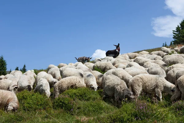 Moutons Dans Les Montagnes — Photo