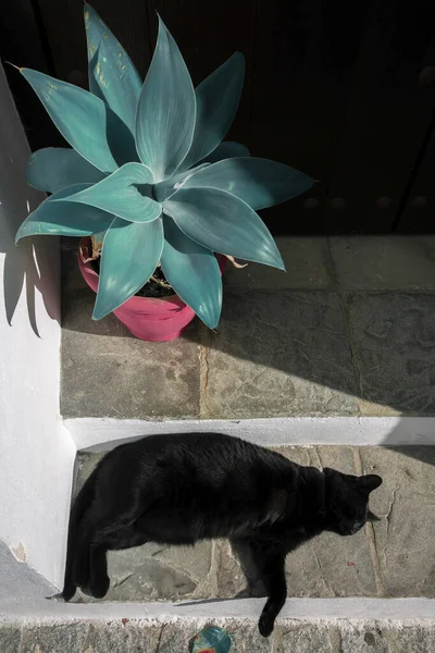 Czarny Kot Leżący Obok Rośliny Przed Domem — Zdjęcie stockowe