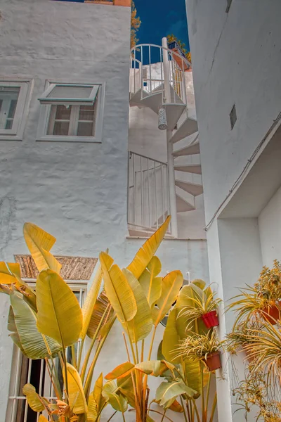 Vejer, Cadiz, İspanya 'da yemyeşil bitkilerle dolu güzel bir bahçe.