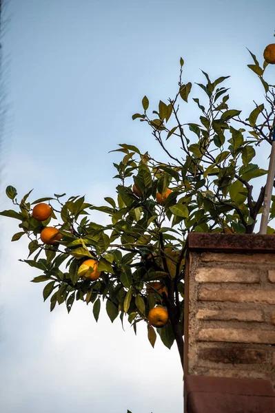 Planta Tangerina Com Frutas Penduradas Fora Uma Casa — Fotografia de Stock