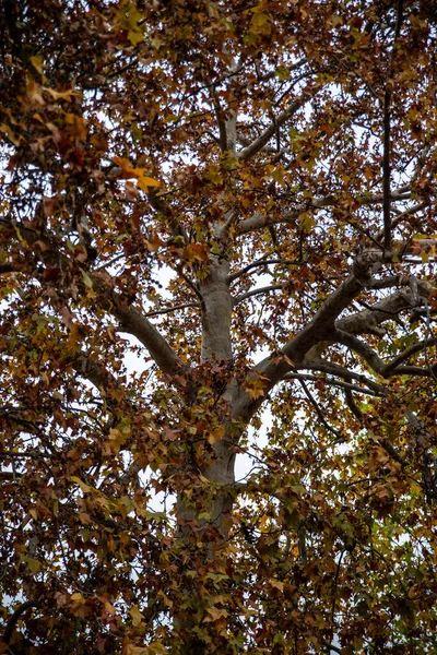 Árbol Grande Otoño Terni Caminar — Foto de Stock