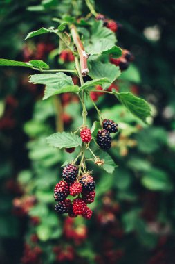 Bitkilerden gelen böğürtlen