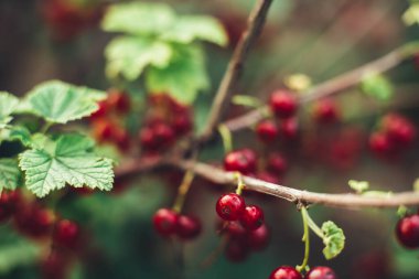 Taze kırmızı frenk üzümü yakın plan.