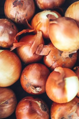 Yakın zamanda toplandıktan sonra bahçeden soğanlar.