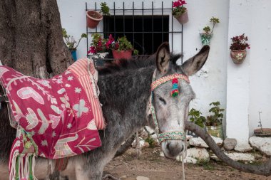 İspanyol köyünde, renkli eyerli, eyerli bir eşekle yakın çekim.