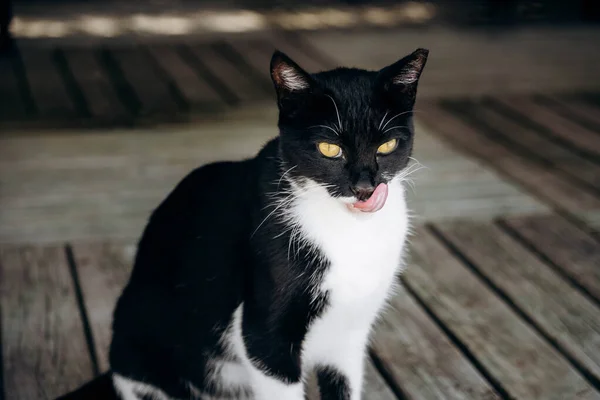 Preto Branco Gato Sentado Rua — Fotografia de Stock