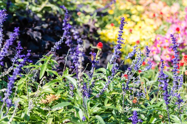 Hermosas Flores Jardín — Foto de Stock