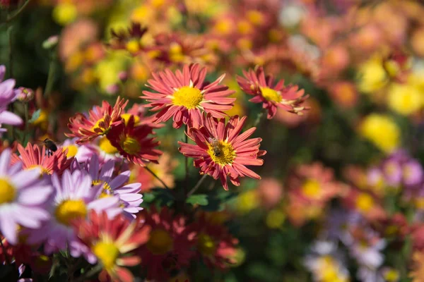 Hermosas Flores Jardín — Foto de Stock