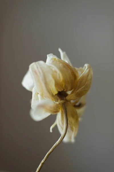 Suszony Kwiat Białym Tle — Zdjęcie stockowe
