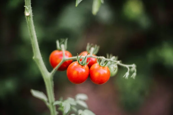 Κόκκινα Ντοματίνια Που Φυτρώνουν Garde — Φωτογραφία Αρχείου