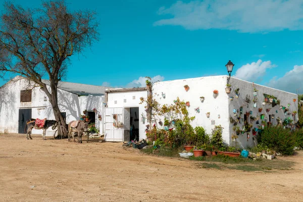 Dos Burros Puerta Una Casa Campo Adornada Con Muchas Macetas — Foto de Stock