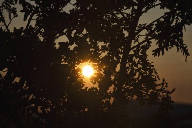 Bir ağacın dalları arasında gün batımı