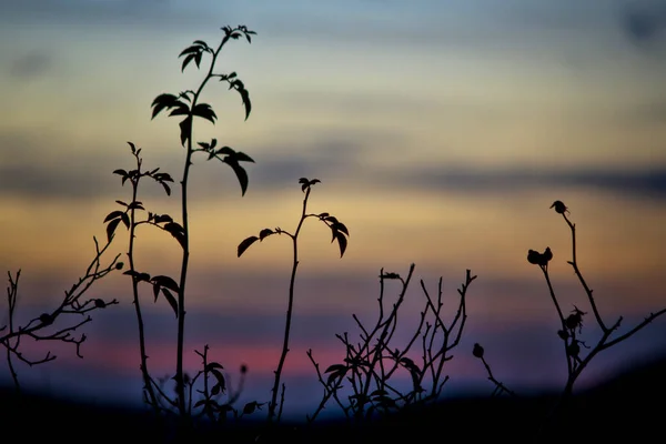 Puesta Sol Montaña Con Silueta Ramas —  Fotos de Stock