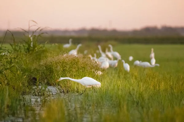 White Stork Grass — Stock Photo, Image