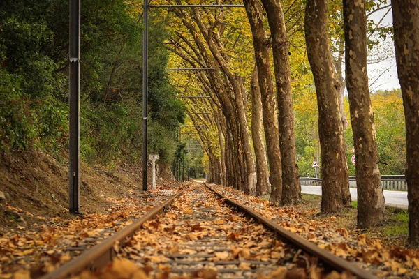 Autumn Forest Railroad Trees — Stockfoto