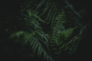 Eğreltiotları Washington fırtınası sırasında kış yağmurunda ıslandı