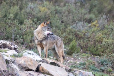 wolf in forest at daytime