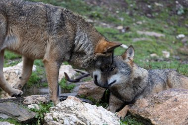 wolves in forest at daytime