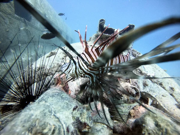 水族馆里漂亮的海胆 — 图库照片