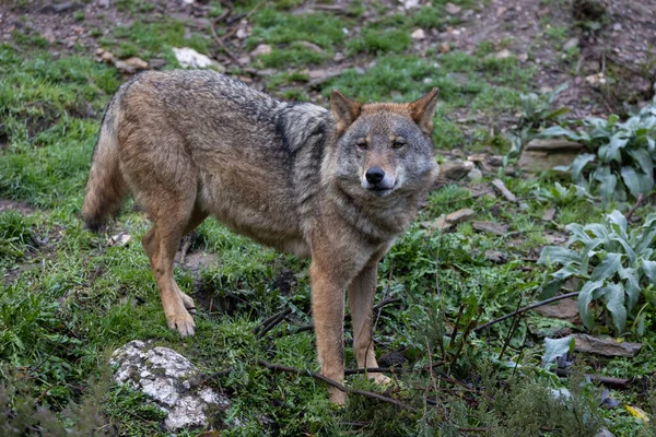 Wolf Forest Daytime — Stock Photo, Image