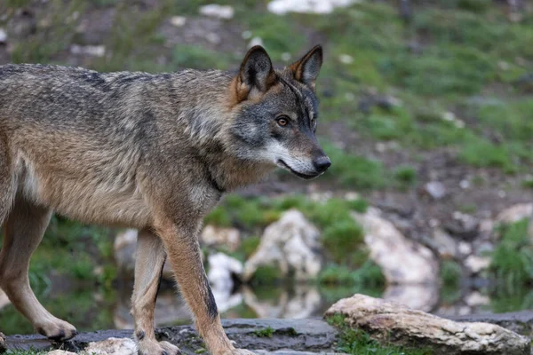 Wolf Forest Daytime — Stock Photo, Image