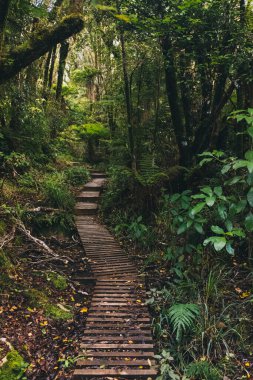 Yeni Zelanda 'daki Taranaki Dağı' na giden ürkütücü bir yağmur ormanına giden ahşap yol..