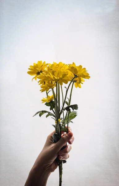 Woman Holding Bunch Yellow Flowers White Background — Foto Stock