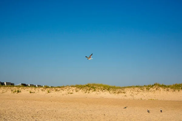 Gaviota Volando Cielo —  Fotos de Stock