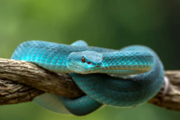 Close Snake Twig — Stock fotografie