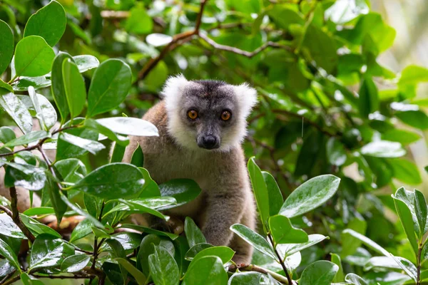 Bir Lemur Bir Dala Oturur Milli Parka Gelen Ziyaretçileri Izler — Stok fotoğraf