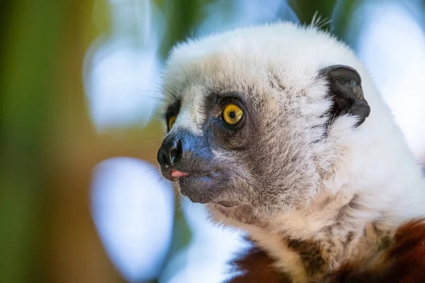 Der Coquerel Sifaka Seiner Natürlichen Umgebung Einem Nationalpark Auf Der — Stockfoto