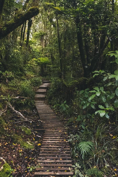 Sendero Madera Hacia Una Espeluznante Selva Tropical Camino Monte Taranaki —  Fotos de Stock