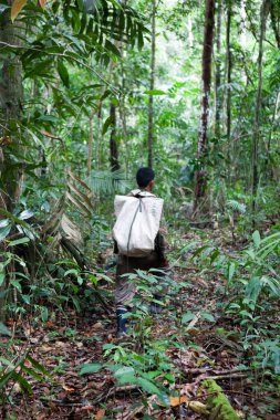Yoğun yağmur ormanlarında yürüyen adam
